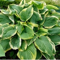 'Fragrant Dream' Hosta