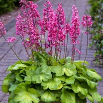Heuchera 'Timeless Glow' Timeless Collection