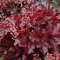 Heuchera FOREVER Red