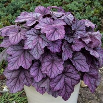 Heuchera 'Pink Panther' 