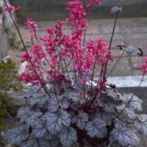 Heuchera 'Timeless Treasure' Timeless Collection