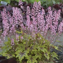 Heucherella 'Eye Spy' FUN AND GAMES Collection
