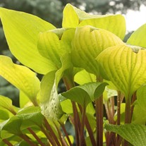 Hosta 'Designer Genes'