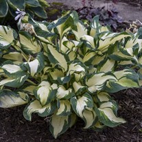 Hosta 'Hans'