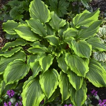 Hosta 'One Last Dance'