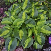 Hosta 'Pocketful of Sunshine' 
