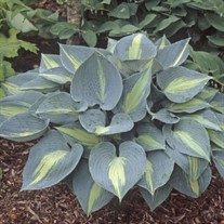 Hosta 'Touch of Class' PP13080