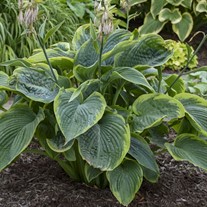 Hosta 'Wu-La-La' PPAF CPBRAF SHADOWLAND Collection