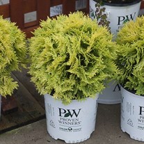 ANNA’S MAGIC BALL Arborvitae  Thuja occidentalis