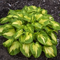 Hosta 'Etched Glass' SHADOWLAND Collection