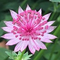 Astrantia major 'Pink Joyce'