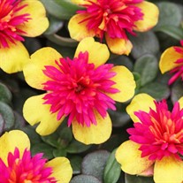 ColorBlast Double Guava 