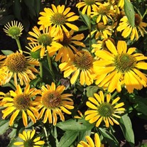Echinacea Butterfly  ‘Golden Skipper’