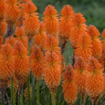 Kniphofia 'Orange Blaze' PYROMANIA™ Collection