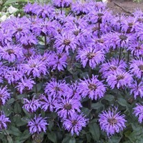 Monarda 'Blue Moon' SUGAR BUZZ® Series