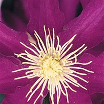 'Jackmanii' Clematis