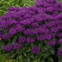 Monarda 'Grape Gumball' SUGAR BUZZ® Series