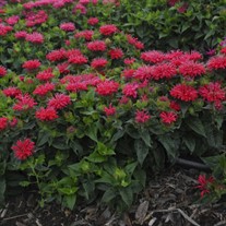 Monarda didyma 'Pardon My Cerise' Pardon My Series