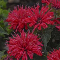 Monarda didyma 'Pardon My Cerise' Pardon My Series