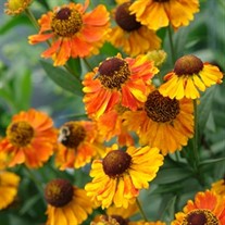 Helenium 'Mardi Gras' Sneezeweed or Helen's flower