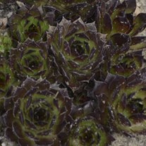Sempervivum 'Black'