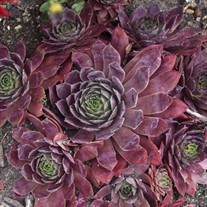Sempervivum 'Peggy'