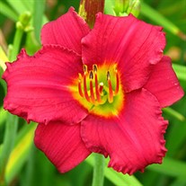 'Pardon Me' Daylily