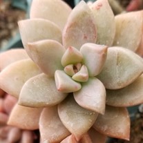 Graptosedum ‘California Sunset’ 
