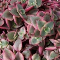 Calico Kitten crassula 