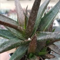 Aloe ‘Black Gem’ 