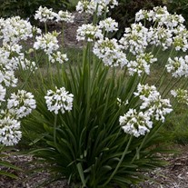 Agapanthus 'Galaxy White' Galaxy Collection