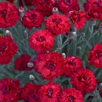 Dianthus 'Maraschino' FRUIT PUNCH® Series