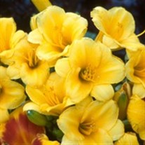 'Stella De Oro' Daylily