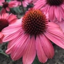 Echinacea 'Coral Craze' ppaf Eye-Catcher™ Collection