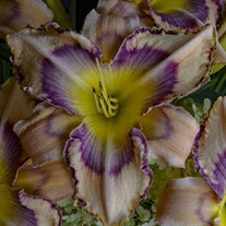 'Handwriting on the Wall' Daylily