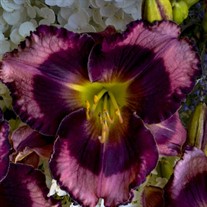 Hemerocallis 'Storm Shelter' RAINBOW RHYTHM® Collection