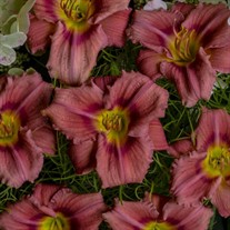 'Rosy Returns' Daylily