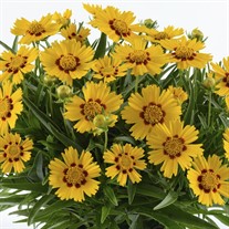 'Bright Touch' SOLANNA™ Series