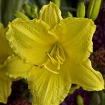 'Happy Returns' Daylily