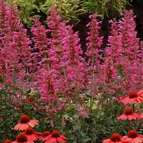Agastache ‘Morello’