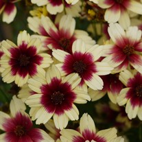 Coreopsis Satin & Lace `Peach Sparkle'