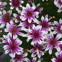 Coreopsis Satin & Lace™ Razzle Dazzle