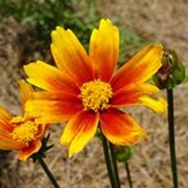 Coreopsis Li'l Bang™ Orange Elf