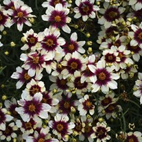 'Red Hot Vanilla' SIZZLE & SPICE® Series