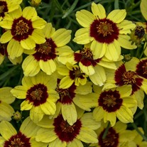 'Sassy Saffron' SIZZLE & SPICE® Series