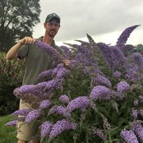 Buddleia 'Grand Cascade' Cascade Collection