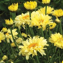 ‘Goldfinch’ Shasta Daisy