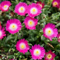 Delosperma Jewel of Desert 'Amethyst'