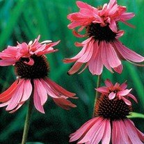 Echinacea p. 'Doubledecker'