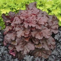 Heuchera 'Mahogany Monster' PPHeuchera 'Mahogany Monster' PRIMO® SeriesAF CPBRAF PRIMO® Series